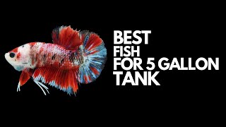 Best Fish for 5 Gallon fish tank (explained) in 9 minutes