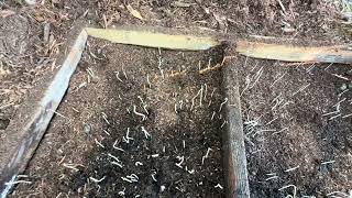 Cold stratifying acorns in a Airprune Box over winter. How I built it and how it works.