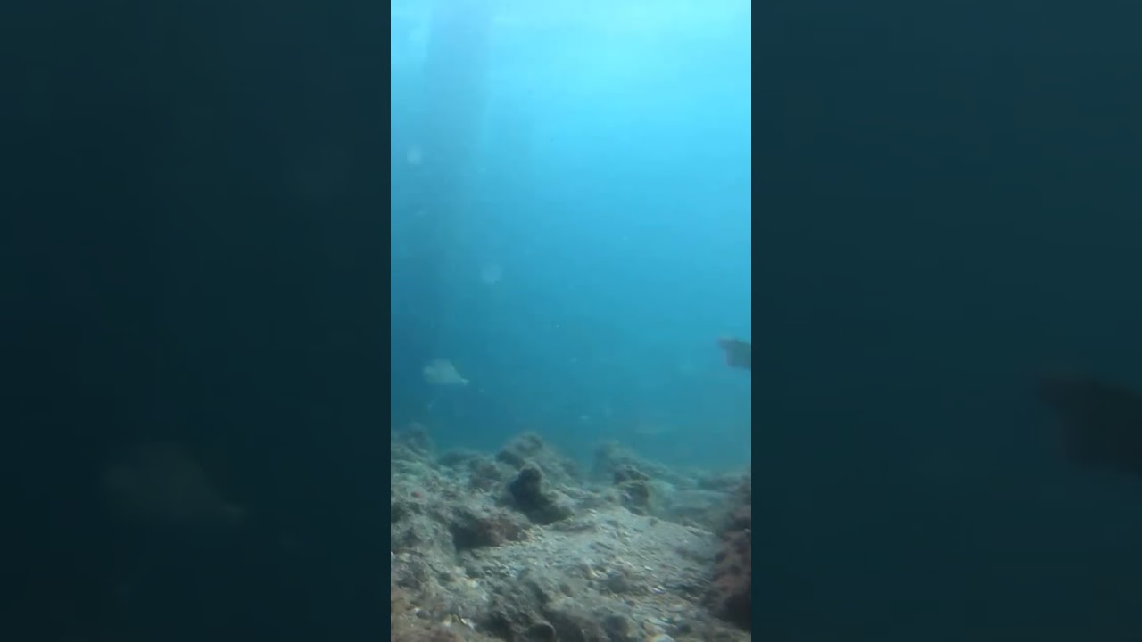 Shark Swims Past Camera 