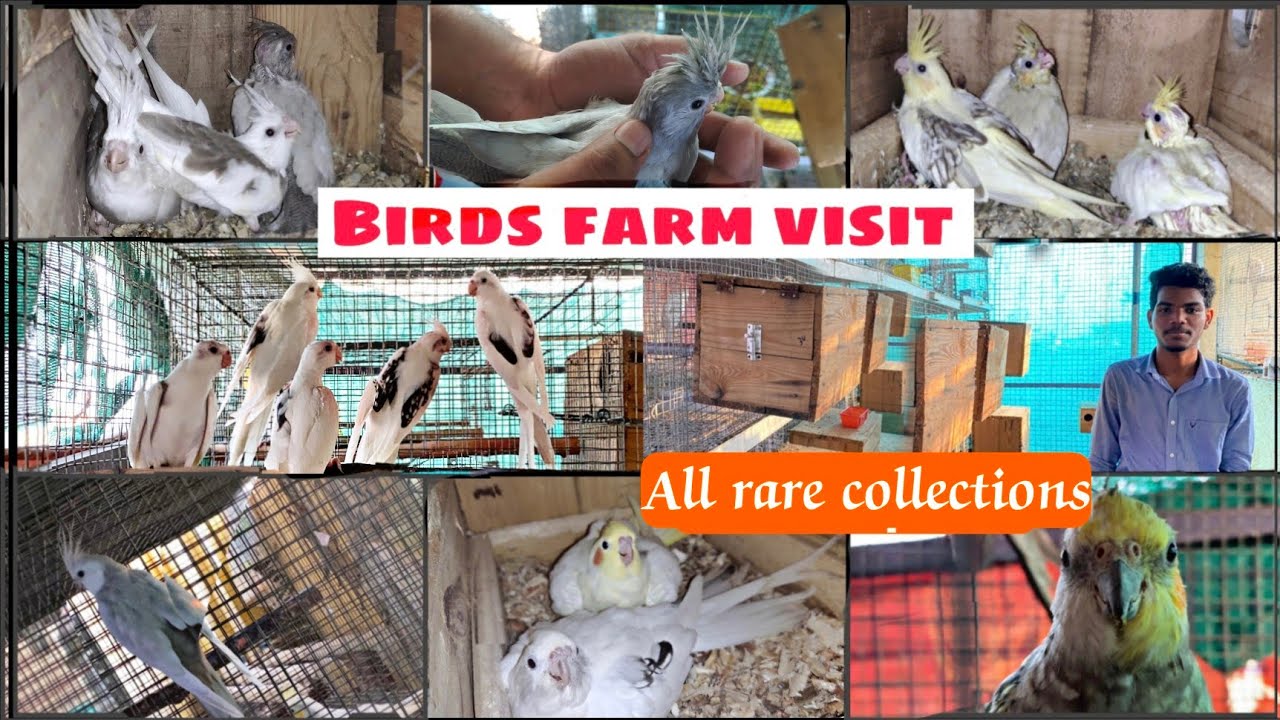 Cockatiel birds farm visit (Emerald ,Half-sider ,RS )#birds #farmvisit #dogs #cockatail #cockatiel
