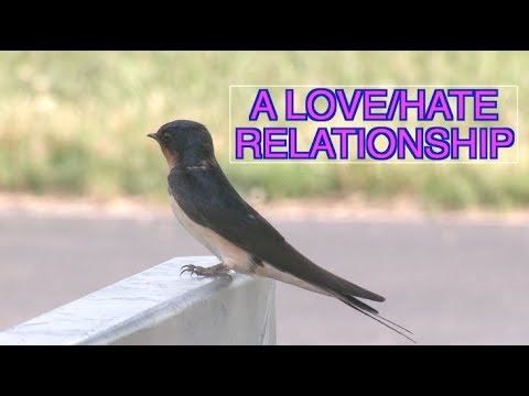 Barn Swallows: NARRATED