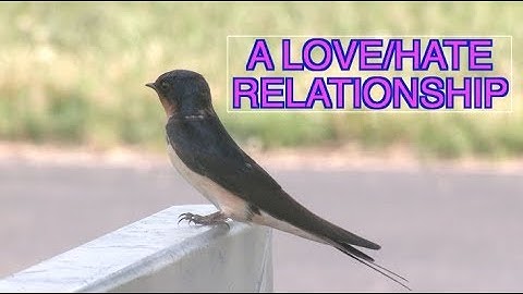 Barn Swallows Nesting: NARRATED