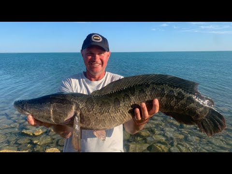 Видео: Проехал 1500 км , чтоб поймать эту древнюю рыбу...