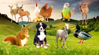 Спокойные звуки диких животных вокруг нас: Утка,  Курица, Олень, Верблюд, Лошадь, Белка, Попугай