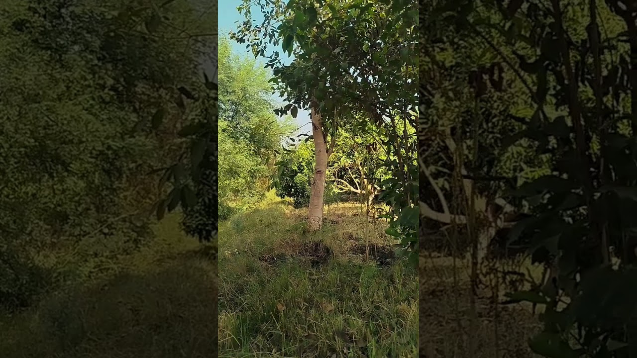 Experience the beauty of rare birds singing in the serene woods!Ever wondered what they sound like?