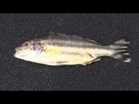 東京湾 初確認の魚