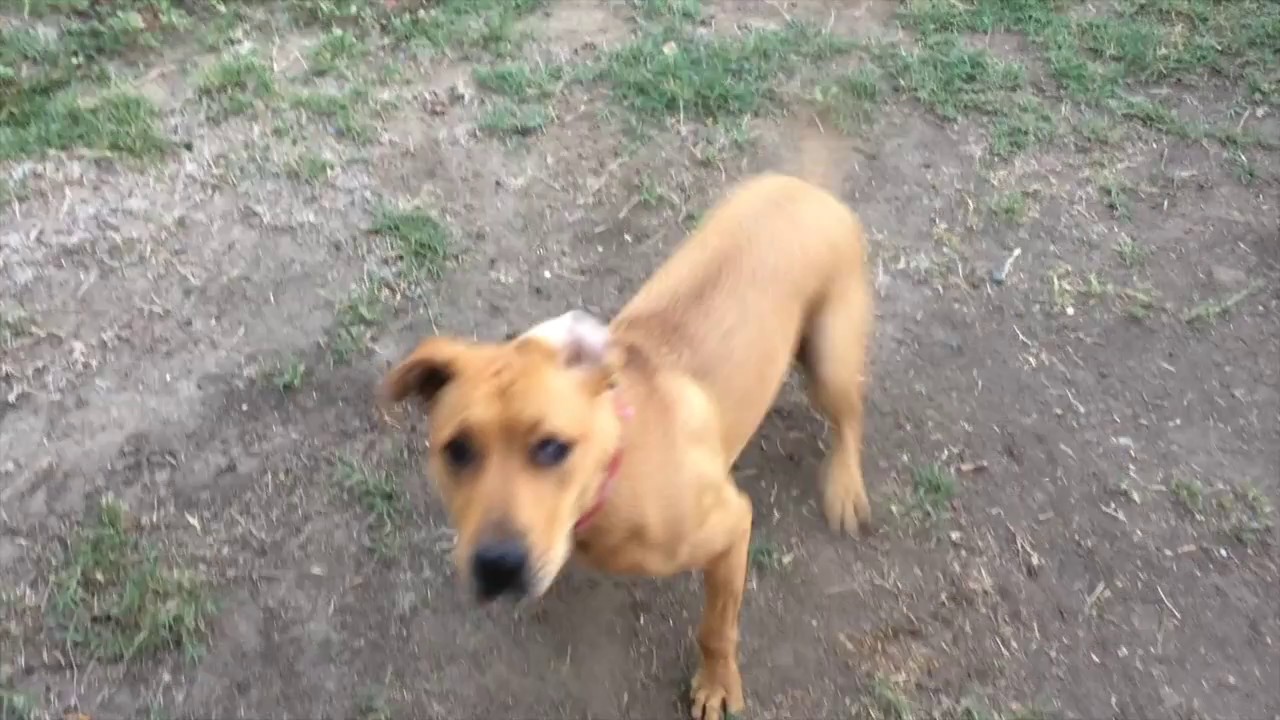 Penny Lover YouTube