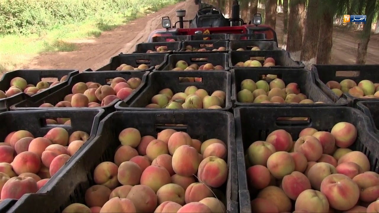 الجلفة: منطقة سرسو.. من أرض قاحلة إلى جنة مثمرة رغم العوائق