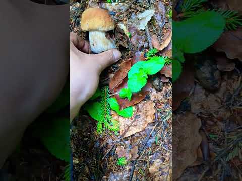 Video: Soppboletus: foto, typer og beskrivelse