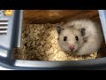 迎えたてのハムスターにヒマワリの種をプレゼント♪