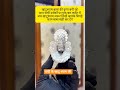 New Desgins Fancy Silver Heavy Payal and Silver Jewellery Set Toady Silver Rate News