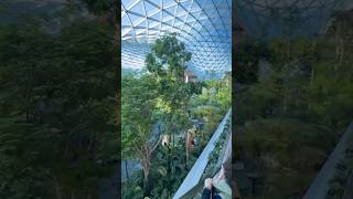Forest atmosphere in QATAR airport #relax  #qatarairport #naturesounds #forest