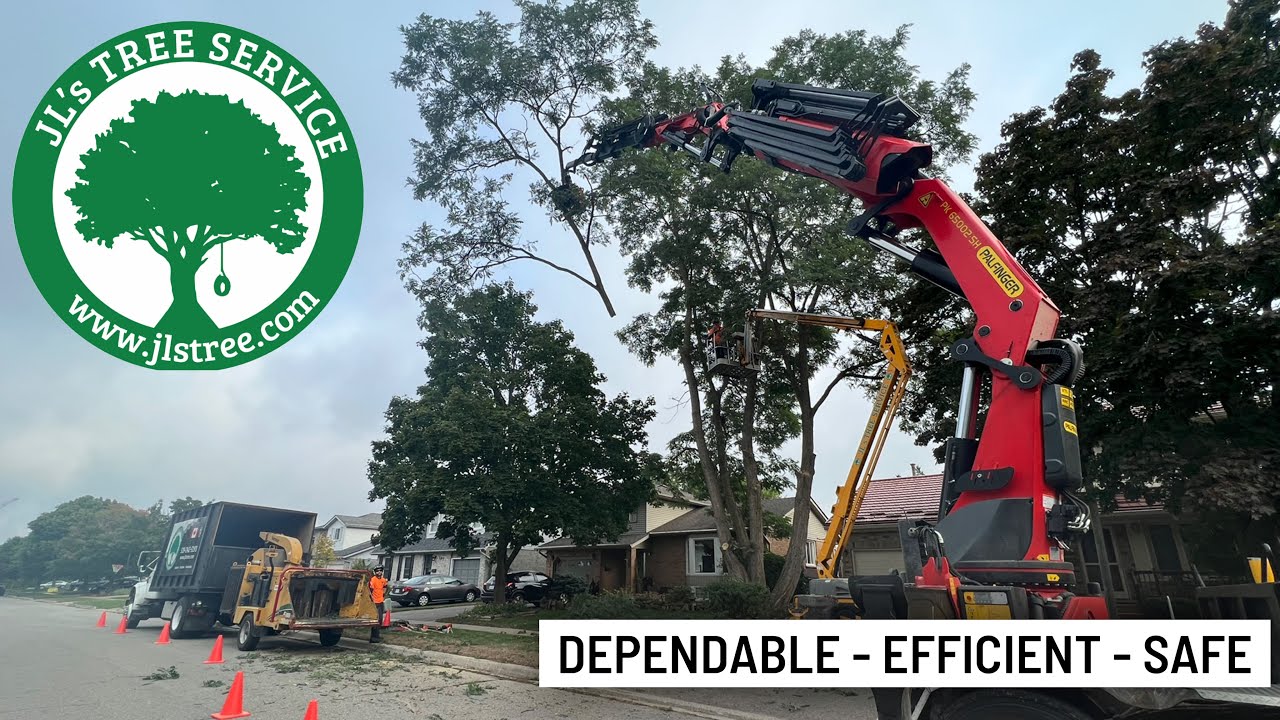 Black Locust Removal YouTube