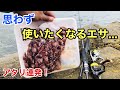 「スーパーの大量のホタルイカ」を使って1日遊び尽くした結果…