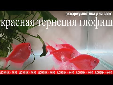 Video: Historien Og Videnskaben Bag GloFish