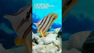 Chelmon rostratus fish in aquarium ❣️ #egzonibrahimi #nature #peacefulwaves #fish #shorts #nature
