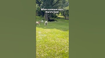 Clearly not excited…’kidding.’ 😂🐐 Been off this page for summer, but growing Shepherds Trails!