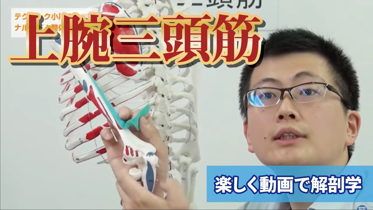 上腕三頭筋 ナルホド 基礎講座 楽しく動画で解剖学 Youtube