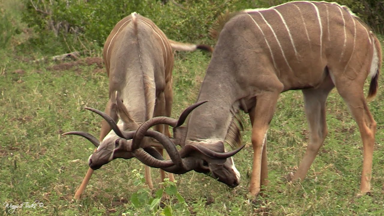 Kudu bulls honing their fighting skills