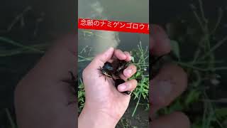 ついに見つけた！憧れの水生昆虫ナミゲンゴロウ！