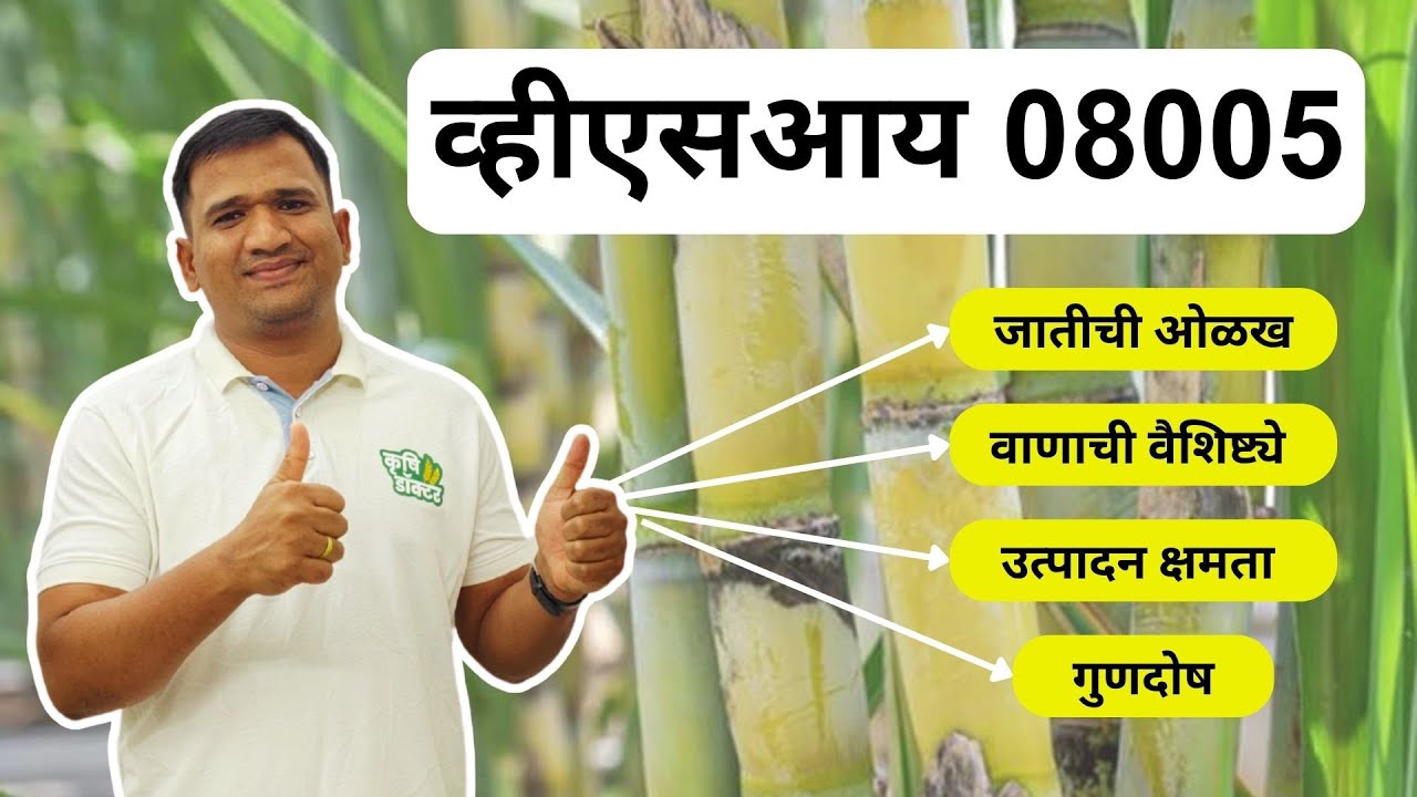 ऊस 8005 वाण संपूर्ण माहिती | 8005 Sugarcane Variety Details | Sugarcane Farming Guide
