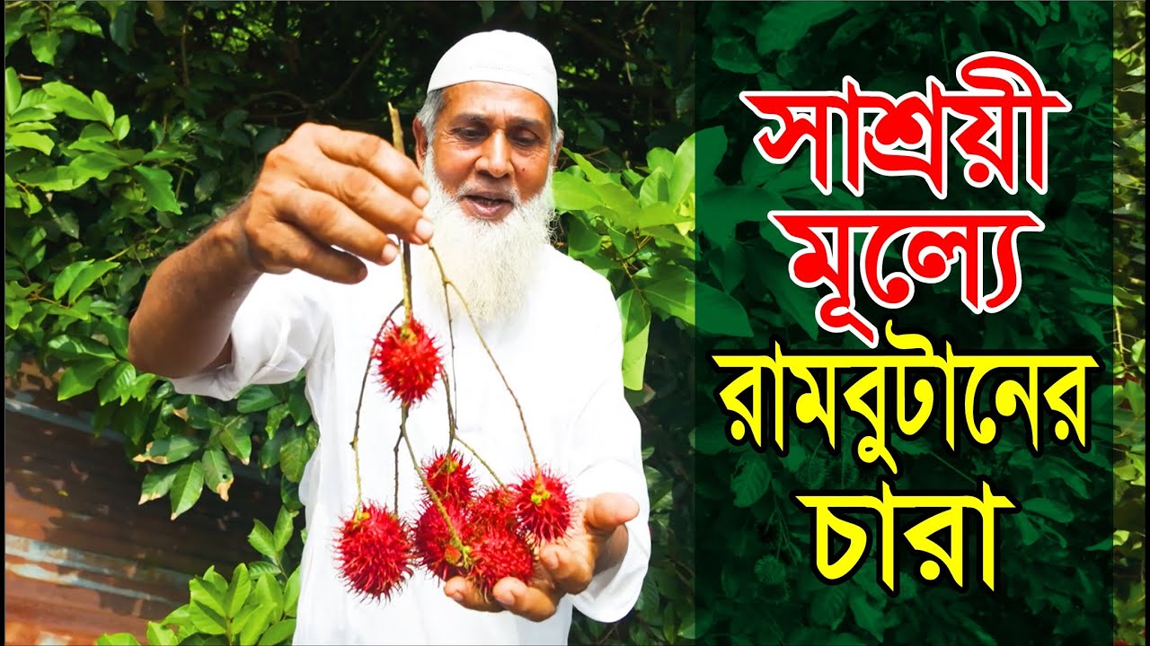 সাশ্রয়ী মূল্যে রামবুটান ফলের চারা | Rambutan in Bangladesh | Narsindi | Krishi Vlog | Channel Krishi