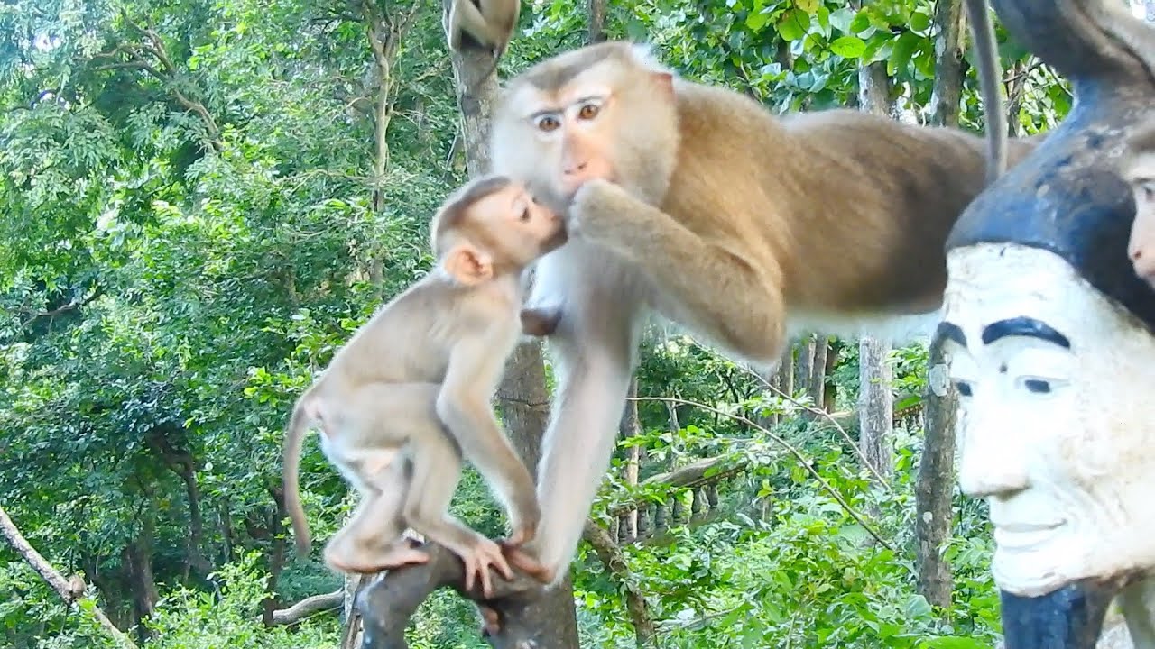 Sweet family- Adorable baby Monkey Alberto is kissing mom so lovely