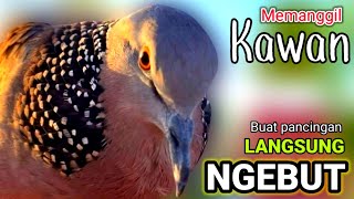 TEKUKUR GACOR Suara Besar - LANGSUNG RAME ( 100% TOPCER ) BUAT PANCINGAN LANGSUNG NGEBUT NYAUT