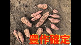 【本気の家庭菜園的活動71】　形もいいし収量もいい。今年も豊作の安納芋！