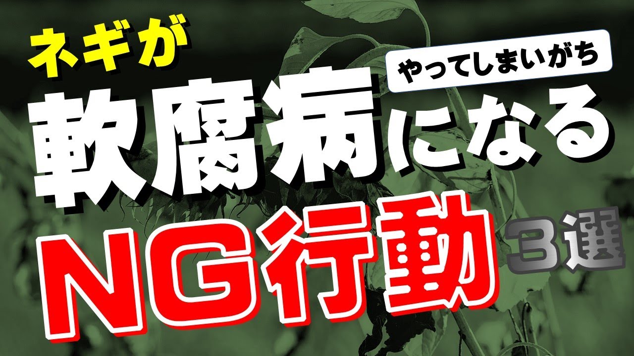 【やってしまいがち】ネギの軟腐病を出すNG行動３選(『ネギ参謀』のご紹介が12:50あたりからあります)