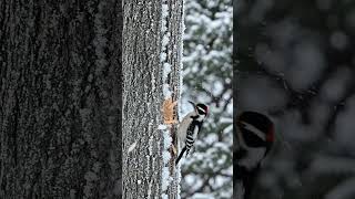 Woodpecker Turns Ice-Covered Tree Into a Home