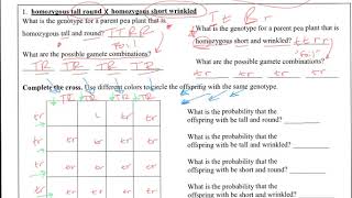 dihybrid Cross practice problem 1