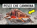 8 Creature delle Profondità: da Quelle più Inquietanti a Quelle più Surreali