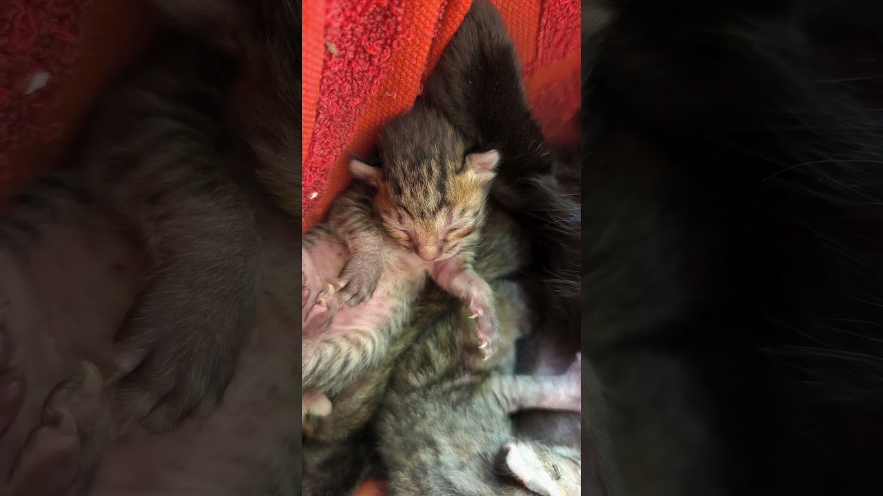 baby todler kity🥰