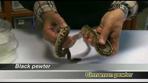 Difference of Cinnamon pewter & Black pewter