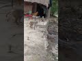 #Bandar langur ki #ladai ye Bandar #hamare gau ka #dangerous Bandar hai #funny #reaction #video