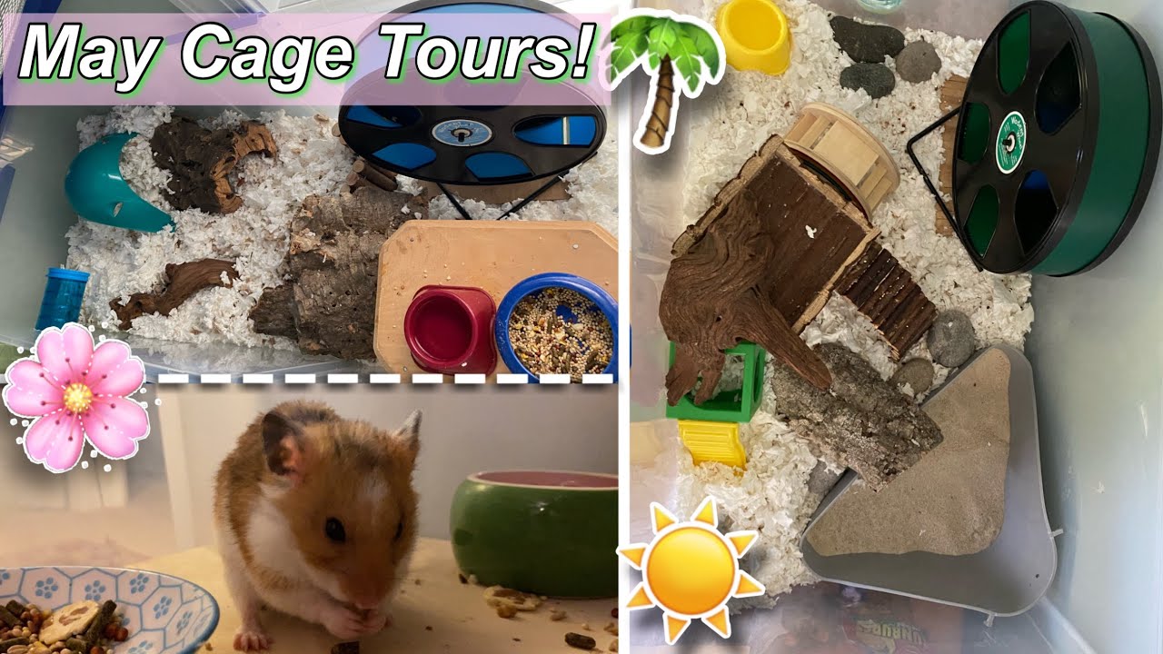 megazorb for hamsters