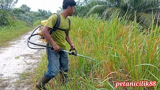 rumput ilalang yang, berlapislapis,,!!