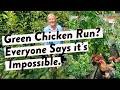 I Grew A Food Forest Inside My Chicken Run Here S How To Protect The Plants From Chickens 