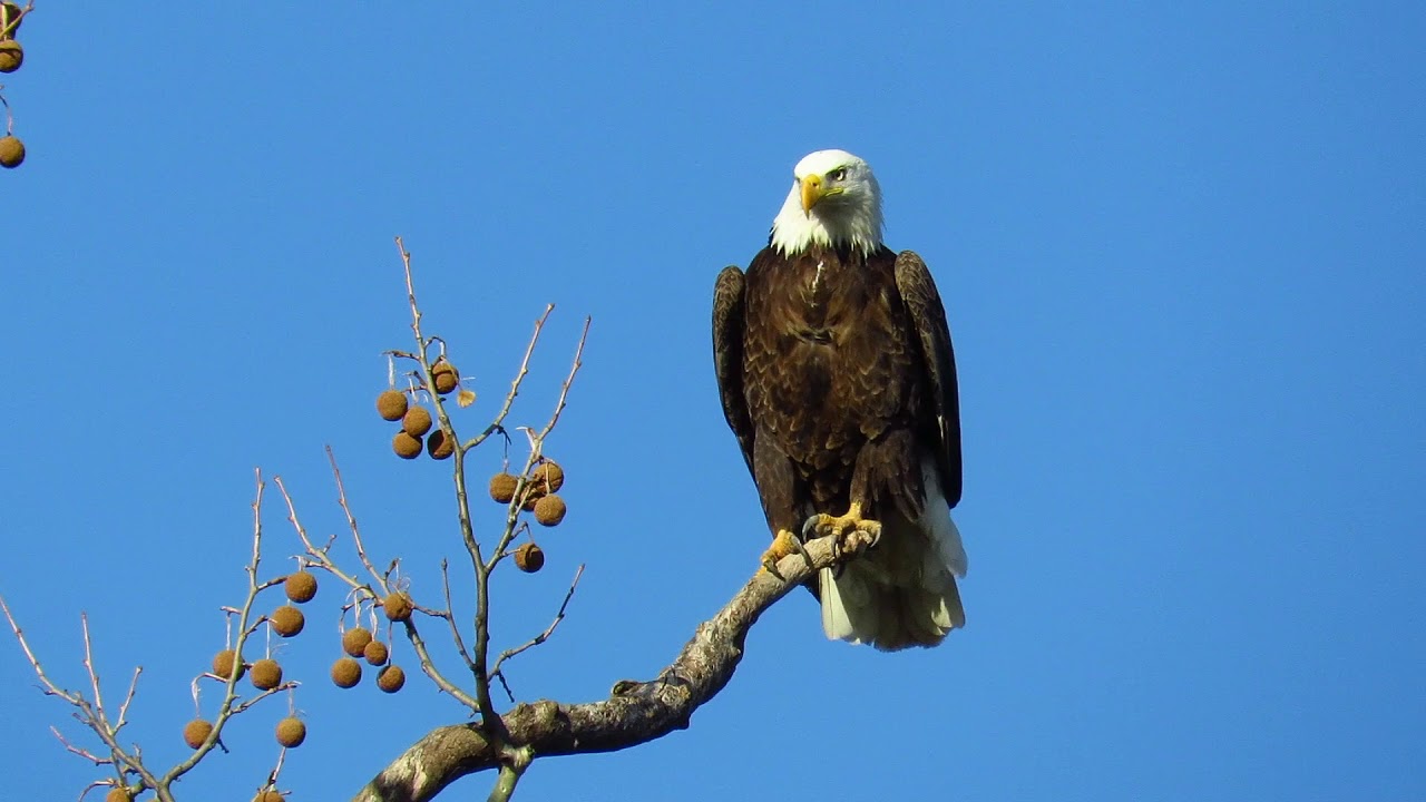 Eagle Lands and Settles in Greenfield, Indiana YouTube