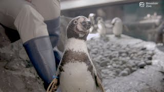 Animal Spotlight: Carino, Humboldt Penguin