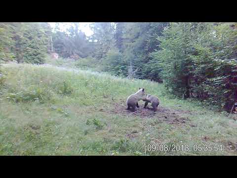 Video: Kako Uporabljati Pršilo Za Medvede