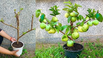 How to Grow Guava tree Festers with Aloe Vera and chicken 🍗