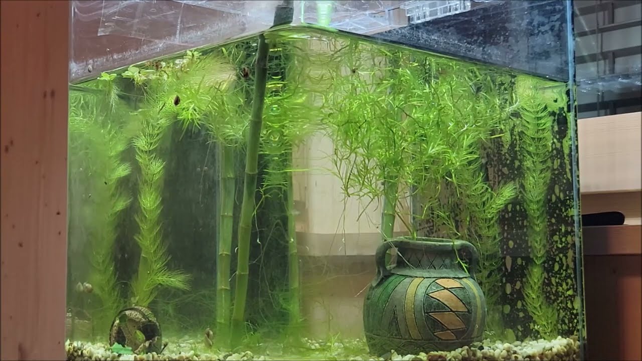 Neden Doğal Olmayan Akvaryum Çöp Tenekesidir - Azot Döngüsü