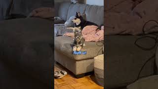 This sassy husky puppy has A LOT to say #funnyhusky #dog #husky