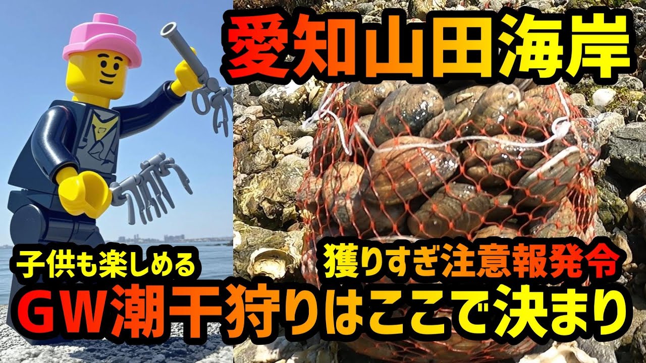 【ゴールデンウィーク潮干狩りはここで決まり！】　愛知山田海岸　アサリ埋蔵量今季No1！　獲れすぎ注意報発令！