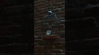 Download Lagu Burung kutilang jinak sejagat raya MP3 Download Lagu Burung kutilang jinak sejagat raya MP3