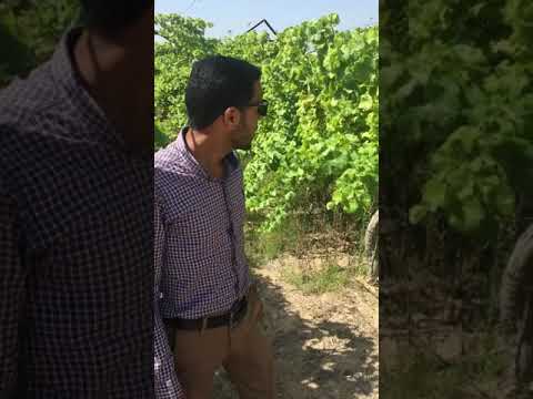 مشكله البياض فى العنب الكريمسون