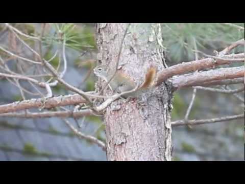 squirrel-making-noises