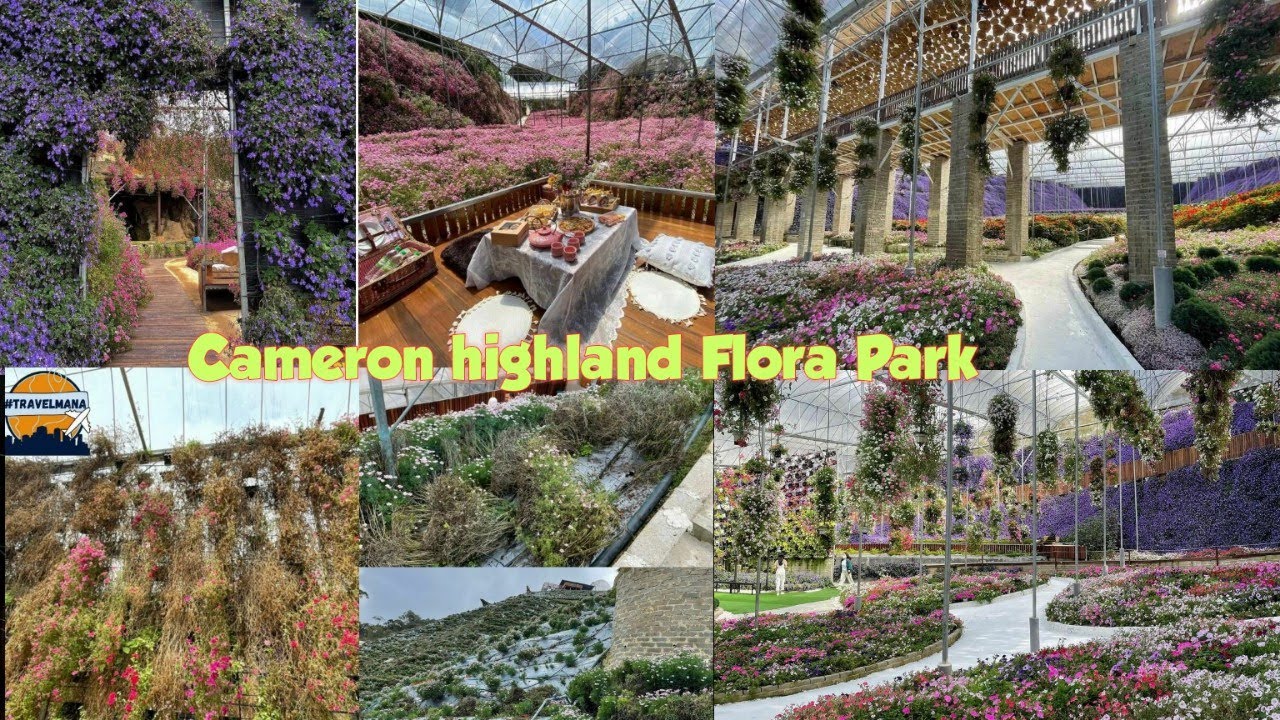 cameron-highland-flora-park-malaysia-2022-full-4k-youtube
